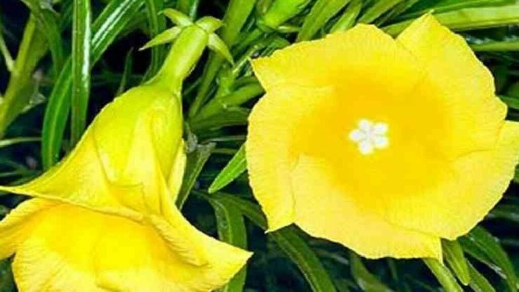 Budhwaar Ke Upaay, bhagwaan ganesh ko kaise khush kare , Budhwaar Ke Upaay ke laabh, बुधवार के दिन गणेश जी का पूजन , गणेश जी का पूजन , गणेश जी को कैसे प्रसन्न करें , कनेर का फूल भगवान गणेश को क्यों प्रिय है, बुधवार को भगवान गणेश को कनेर चढ़ाने के लाभ Budhwar Ke Upay: बुधवार को गणेश जी को चढ़ायें ये फूल, दूर होगी हर परेशानी