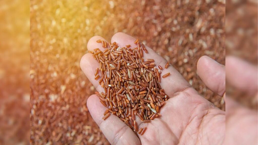   Brown Rice Side Effects:  सावधान! ब्राउन राइस का ज्यादा सेवन बढ़ा सकता है कैंसर का खतरा