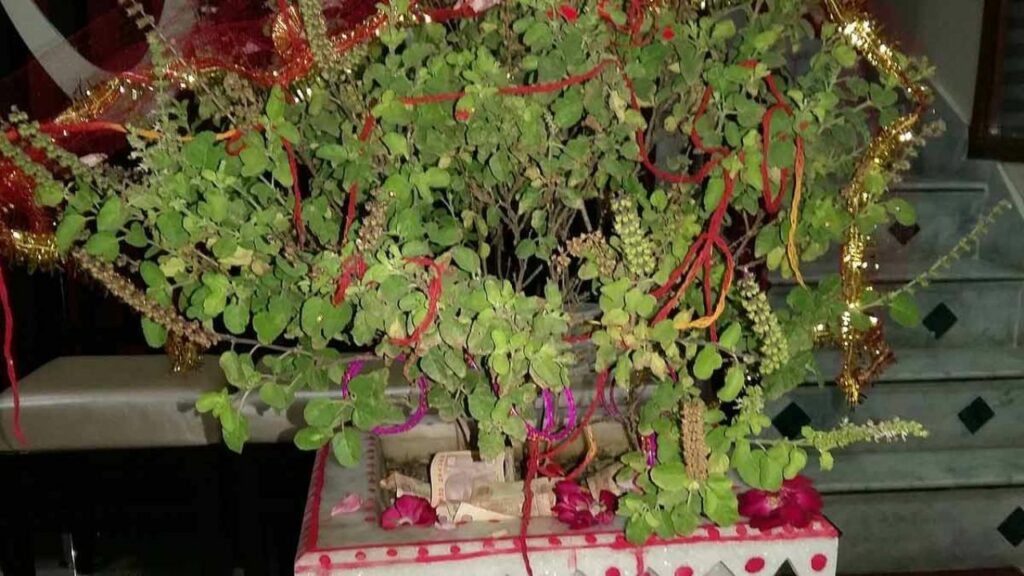  Apara Ekadashi 2025: अपरा एकादशी में विष्णु भगवान को जरूर चढ़ाएं ये चीज , मनोकामना होगी पूर्ण 