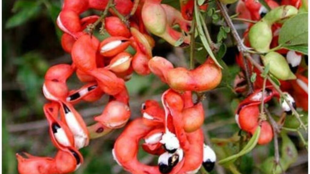      Jungle Jalebi Benefits: पेट से जुड़ी समस्याओं का रामबाण इलाज़ है जंगल जलेबी, फायदों से भरपूर है ये फल