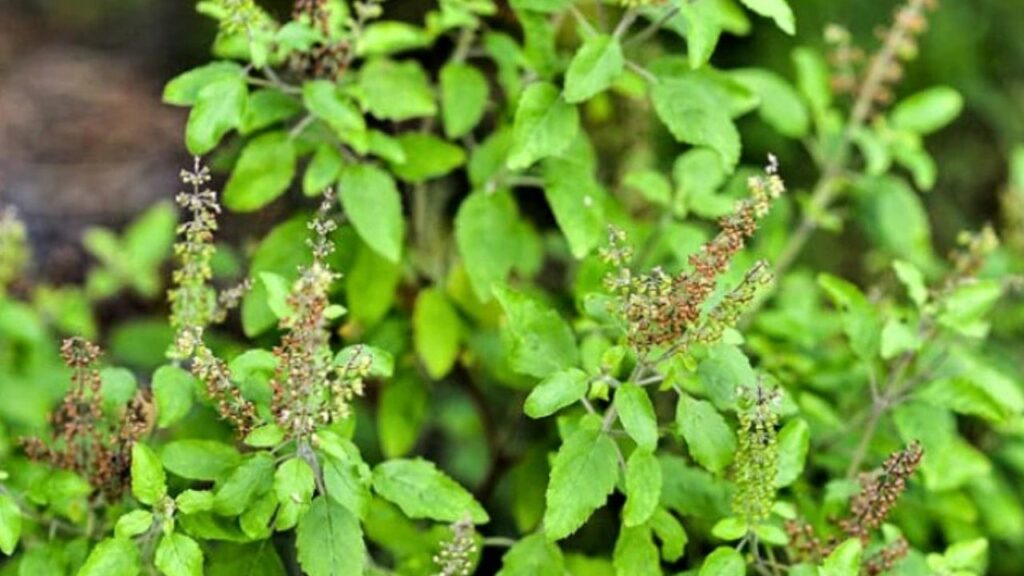 Pradosh Vrat Pujan: प्रदोष व्रत पूजा में भूलकर भी शिव जी को ना चढ़ाएं ये चीजें