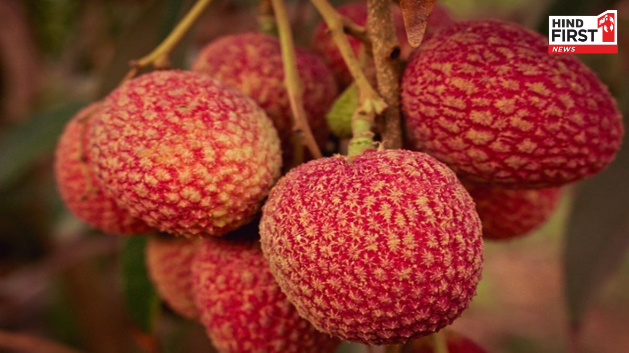 गर्मियों का फल है लीची, लेकिन ज्यादा खाने से पहले जान लें साइड इफेक्ट्स