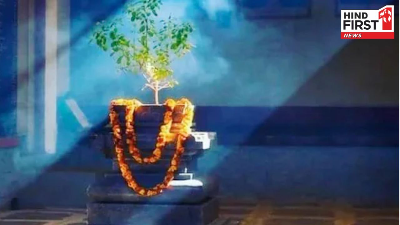 Nirjala Ekadashi Puja: निर्जला एकादशी पर तुलसी की पूजा से घर होगा समृद्ध, बरसेगी कृपा Nirjala Ekadashi Puja: निर्जला एकादशी पर तुलसी की पूजा से घर होगा समृद्ध, बरसेगी कृपा