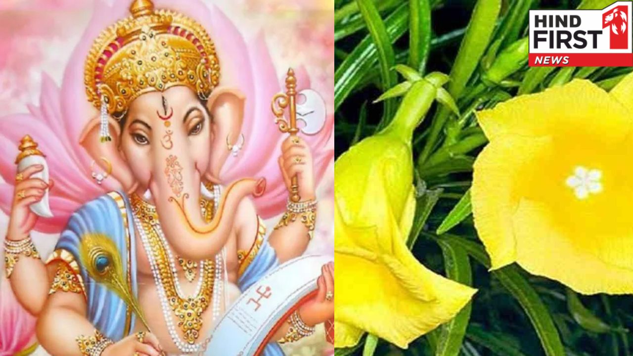 बुधवार को गणेश जी को चढ़ायें ये फूल, दूर होगी हर परेशानी बुधवार को गणेश जी को चढ़ायें ये फूल, दूर होगी हर परेशानी