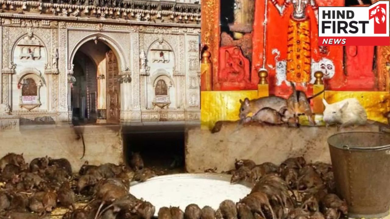 Karni Mata Temple: जहां चूहों को दिया जाता है सम्मान, आरती में शामिल होते हैं कृंतक Karni Mata Temple: जहां चूहों को दिया जाता है सम्मान, आरती में शामिल होते हैं कृंतक