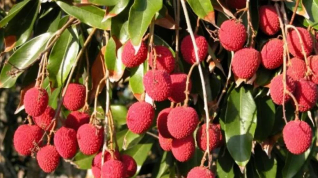 Litchi Side Effects: गर्मियों का फल है लीची, लेकिन ज्यादा खाने से पहले जान लें साइड इफेक्ट्स   