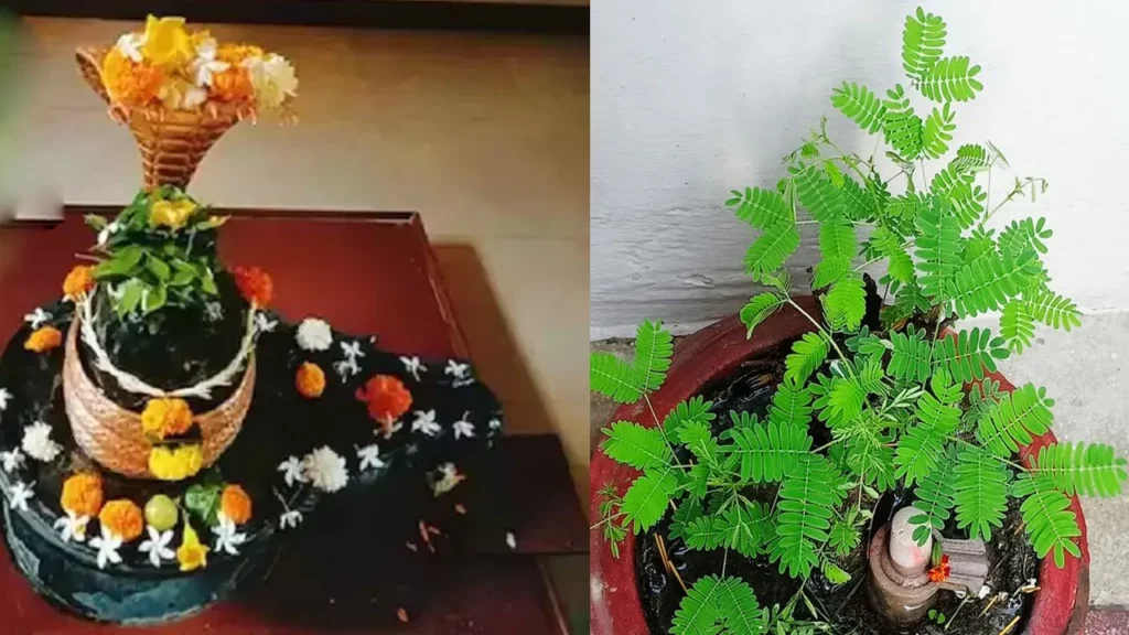 Somwar Ke Upay: सोमवार को करें शमी के पत्ते का यह उपाय, प्रसन्न हो शिव देंगे मनचाहा वरदान   