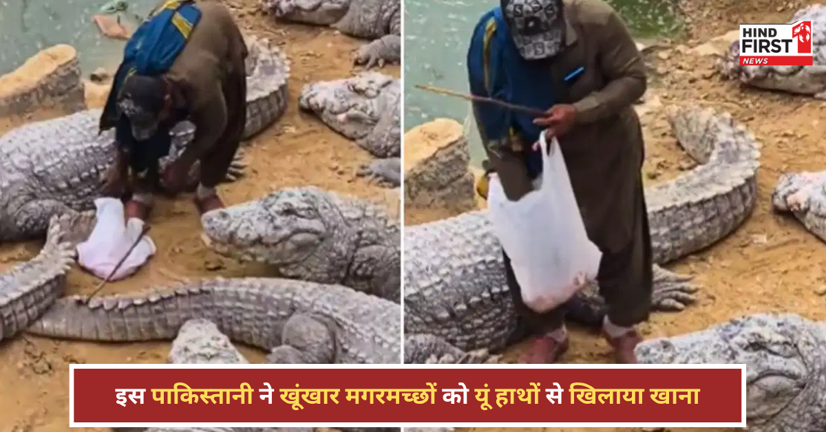 मगरमच्छों को हाथों से खाना खिलाता पाकिस्तानी, कराची का वायरल वीडियो देख लोग हैरान