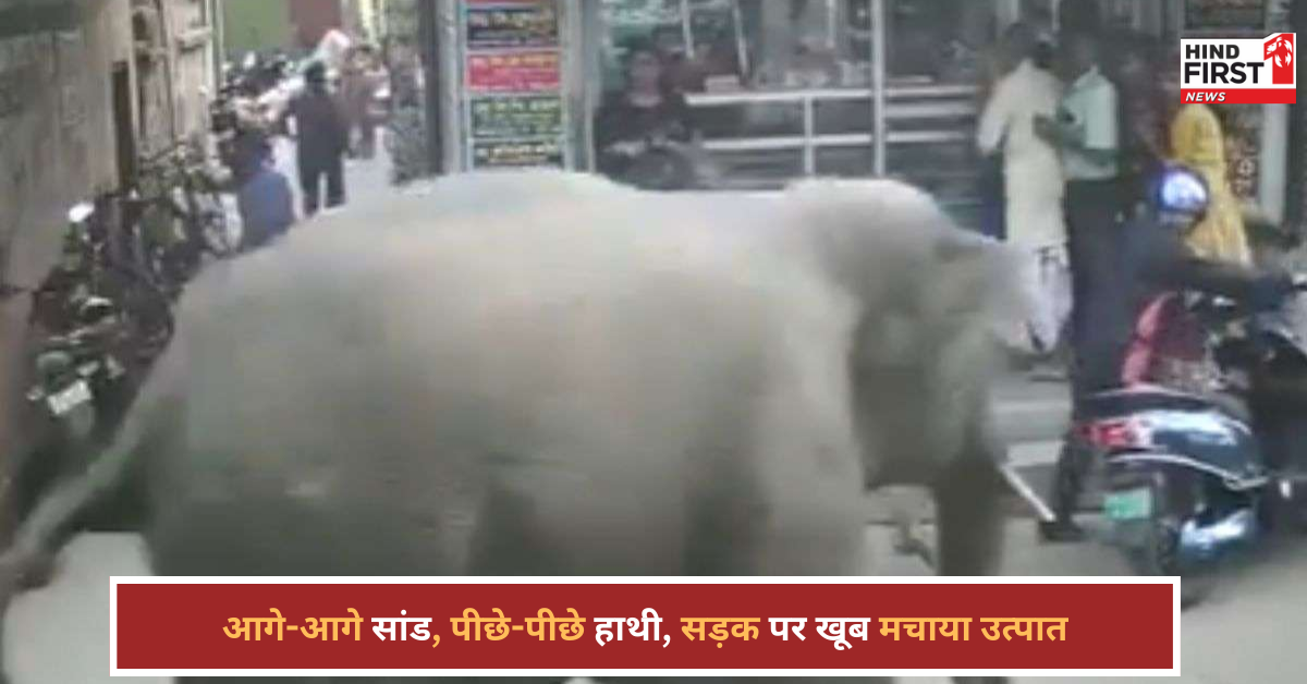 सांड और हाथी का सड़क पर तांडव, वायरल वीडियो देख लोग बोले- ये तो जानलेवा है! सांड और हाथी का सड़क पर तांडव, वायरल वीडियो देख लोग बोले- ये तो जानलेवा है!
