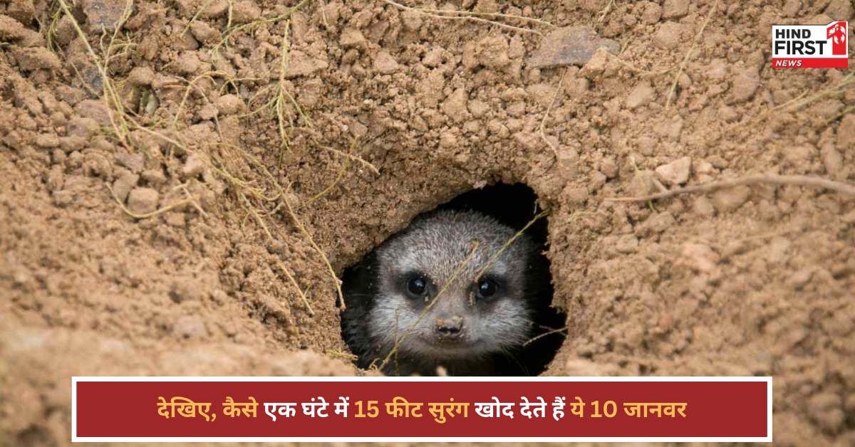 एक घंटे में 15 फीट सुरंग खोद देते हैं ये 10 जानवर, देखकर रह जाएंगे हैरान एक घंटे में 15 फीट सुरंग खोद देते हैं ये 10 जानवर, देखकर रह जाएंगे हैरान