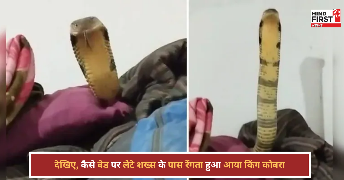 बेड पर लेटे शख्स के पास रेंगता हुआ आया किंग कोबरा, वायरल वीडियो देख रूह कांप जाएगी!