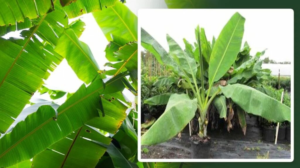 Ped Ke Upay: भूलकर भी अपने घर में नहीं लगाना चाहिए ये 2 पेड़, वरना हो जाएंगे बर्बाद