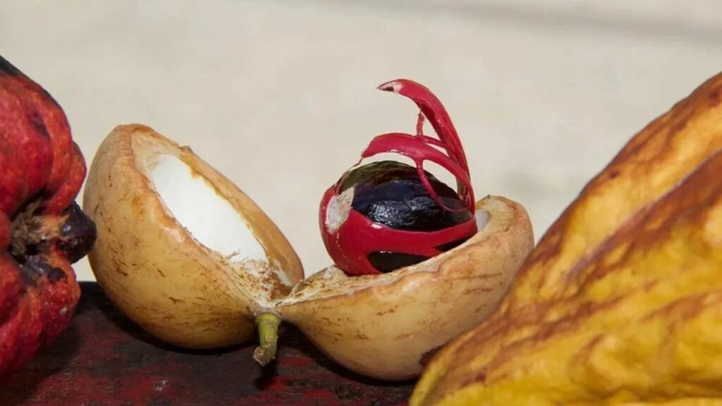 Nutmeg Benefits: किडनी की सफाई के लिए बेहतरीन है जायफल, डाइट में जरूर करें शामिल