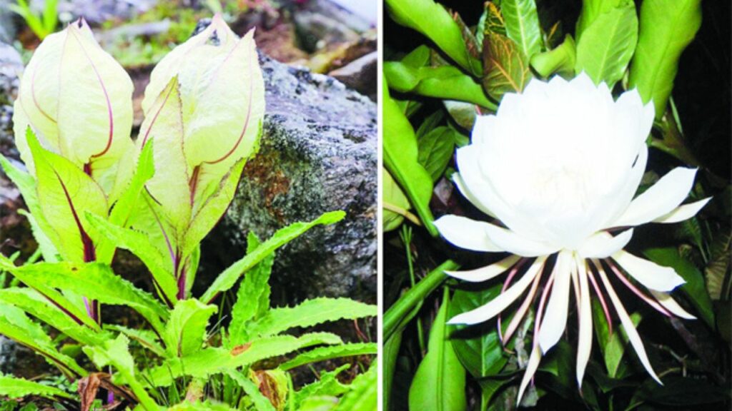   Badrinath Dham: बद्रीनाथ धाम में इस फूल के बिना अधूरी मानी जाती है पूजा , जानिए विस्तार से 