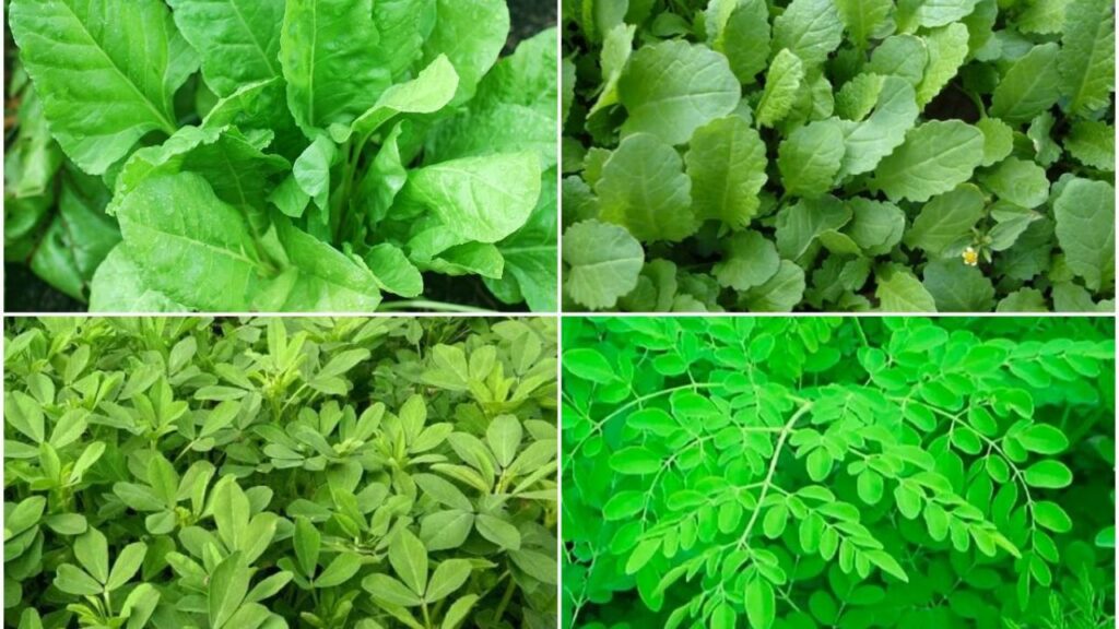   Ashadha Month Food: आषाढ़ माह में  इन 5 चीजों का सेवन है निषेध, जानिए क्यों 