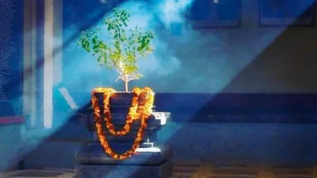 Tulsi Ke Niyam: रविवार के अलावा इन दिनों को भी तुलसी तोड़ने से लगता है पाप, जानिए क्यों   