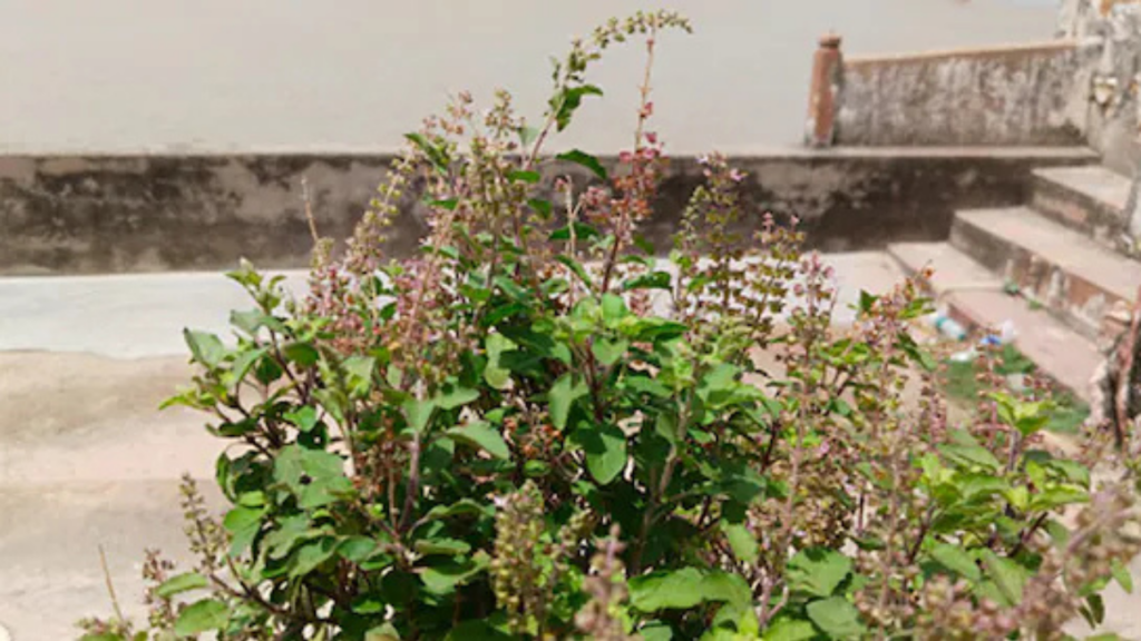 Tulsi Ke Niyam: रविवार के अलावा इन दिनों को भी तुलसी तोड़ने से लगता है पाप, जानिए क्यों   