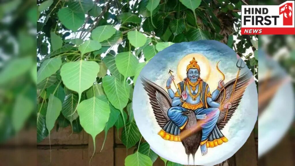 Saturday Remedies: शनिवार के दिन पीपल की जड़ में जरूर चढ़ाएं ये चीज, मिलेगा पितृ आशीर्वाद