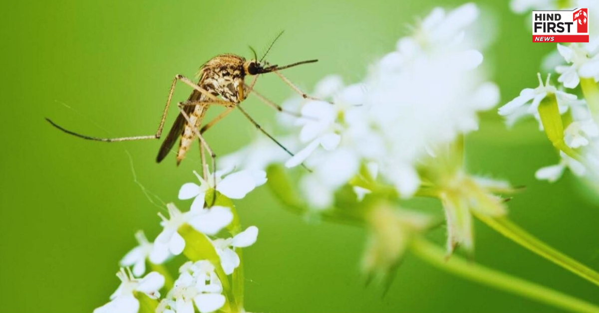 गर्मियों में मच्छरों से हैं परेशान तो घर में लगाएं ये पौधे, एक भी नहीं दिखेगा आस-पास गर्मियों में मच्छरों से हैं परेशान तो घर में लगाएं ये पौधे, एक भी नहीं दिखेगा आस-पास