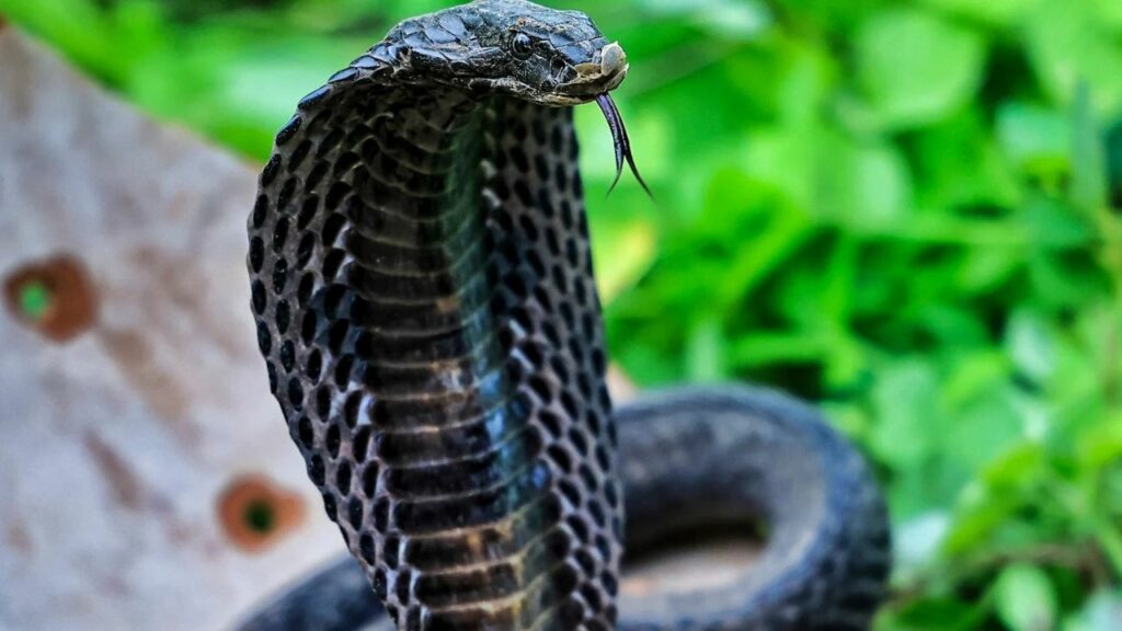   Nag Panchami 2025: सावन महीने में इस दिन है नाग पंचमी, जानिए क्यों और कैसे करें नागों की पूजा 