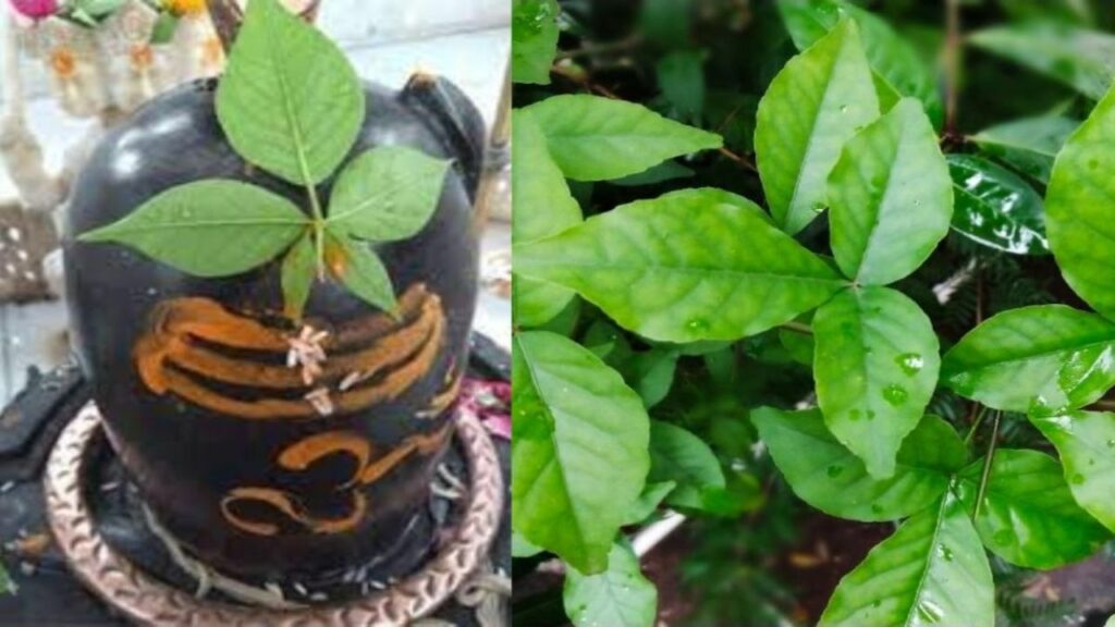   Lord Shiva : मात्र इस एक चीज को चढ़ाने से क्यों प्रसन्न हो जाते हैं भगवान शिव ? जानिए मान्यताएं 