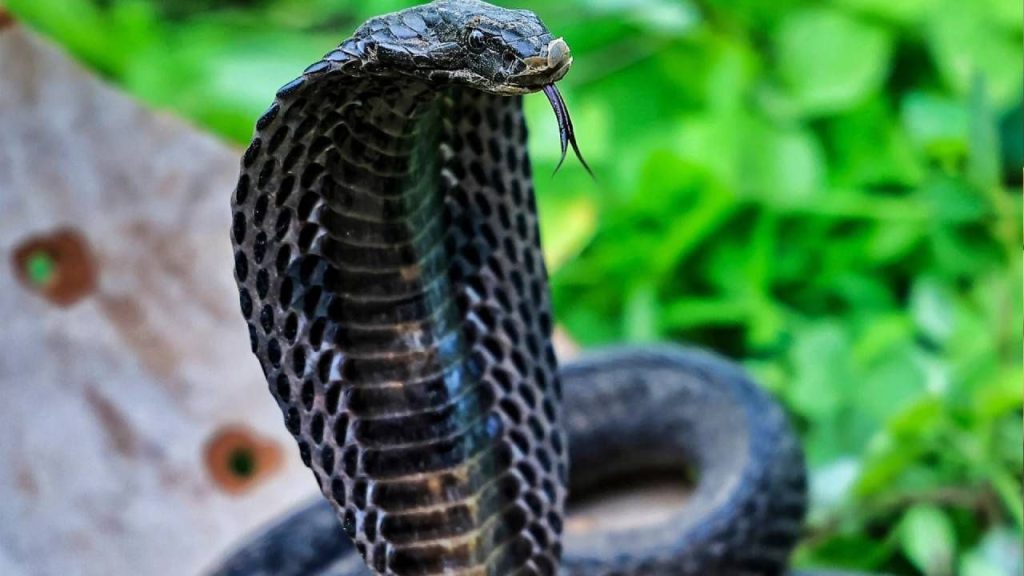 Nag Panchami 2025: आज है नाग पंचमी, नाग देवता को प्रसन्न करने के लिए इस चीज़ का लगाएं भोग