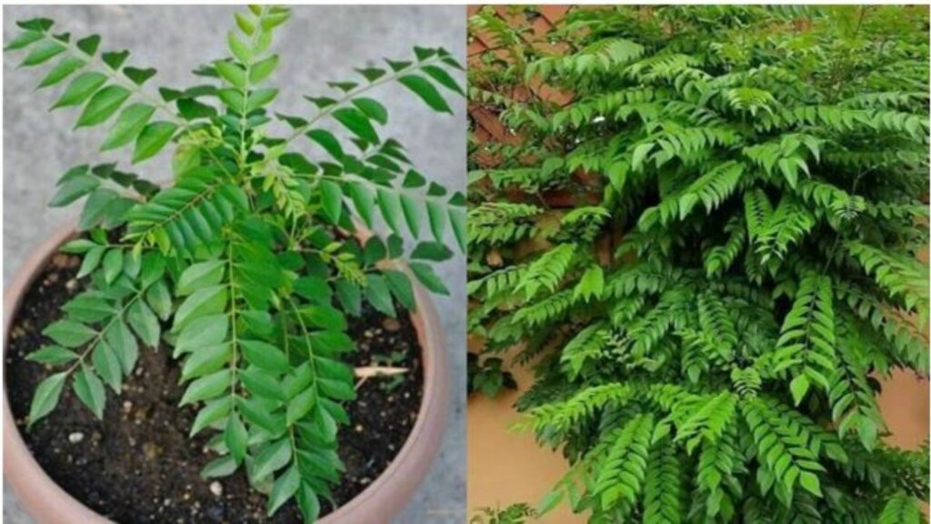   Curry Patta Benefits: सुबह खाली पेट करी पत्ता खाने से कंट्रोल होता है ब्लड शुगर   