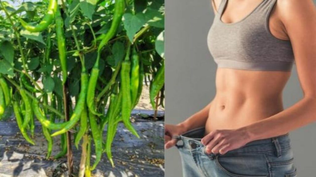 Green Chilli Benefits: हरी मिर्च खाने के फायदे जानकर दांतों तले दबा लेंगे उंगलियां