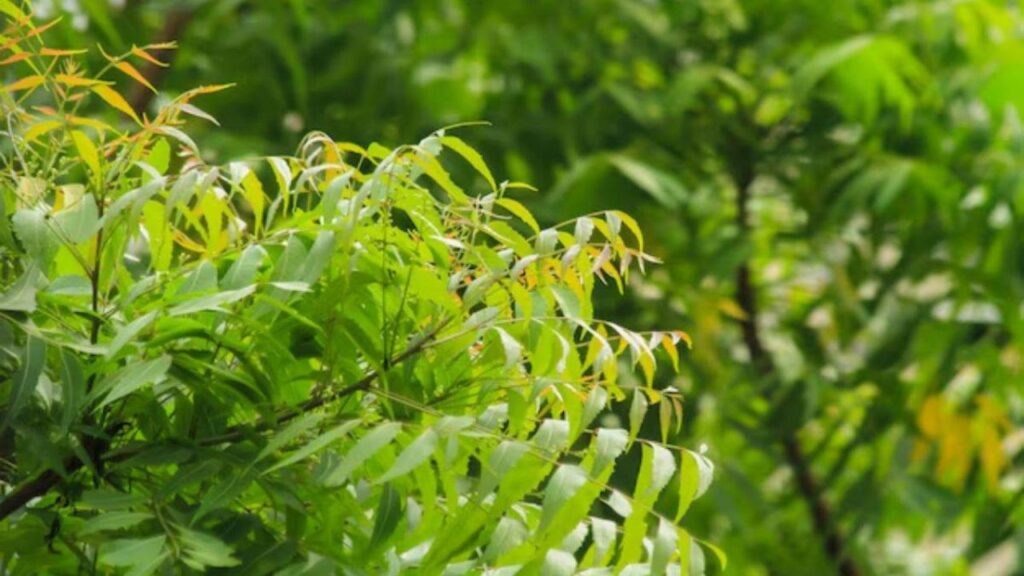   Neem Benefits: सुबह खाली पेट नीम की पत्ती चबाने से कंट्रोल में रहता है शुगर, और भी फायदे 