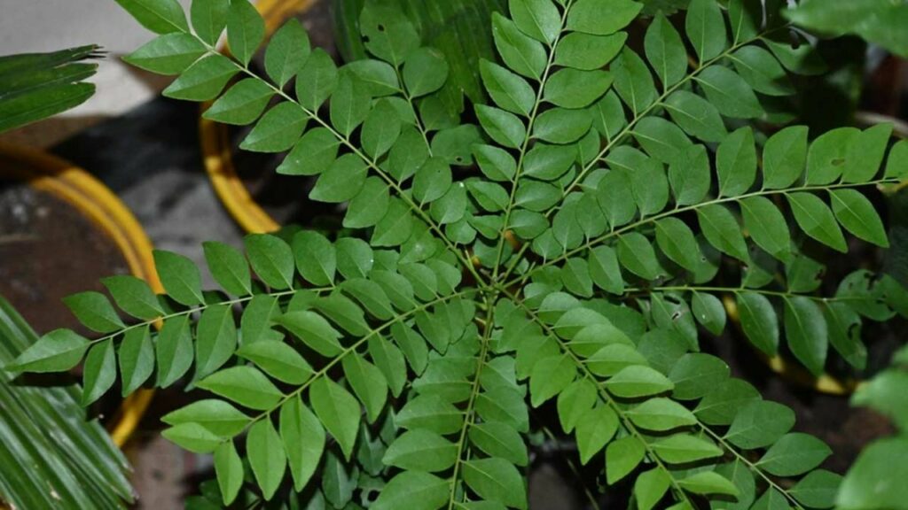 Curry Patta Benefits: सुबह खाली पेट करी पत्ता खाने से कंट्रोल होता है ब्लड शुगर 