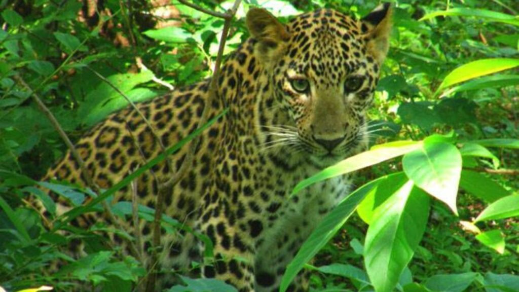   Katarniya Ghat: रोमांचक ट्रिप के लिए बेस्ट है कतर्नियाघाट, यहां दिखेंगे डोल्फिन से लेकर बंगाल टाइगर तक 