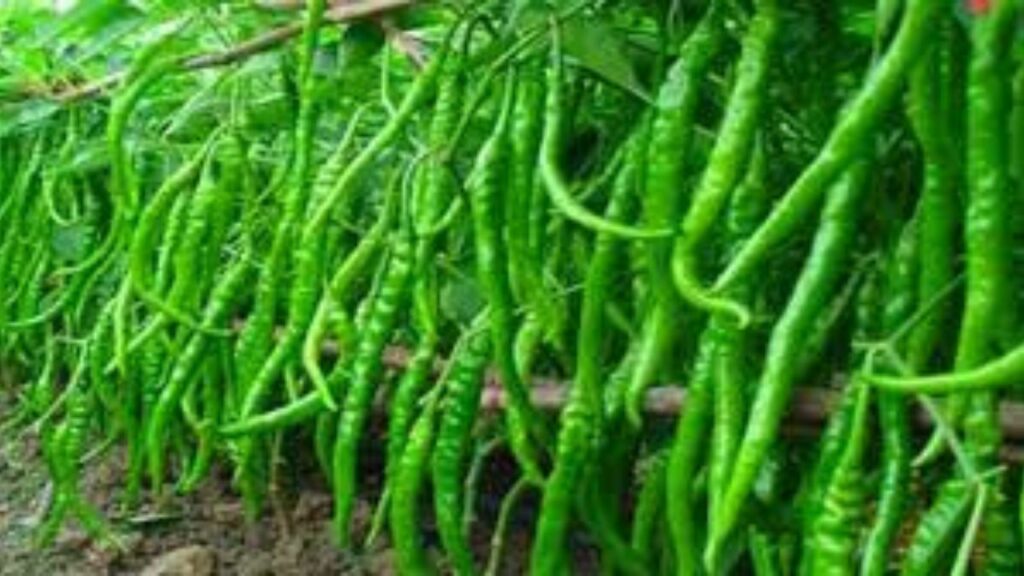 Green Chilli Benefits: हरी मिर्च खाने के फायदे जानकर दांतों तले दबा लेंगे उंगलियां