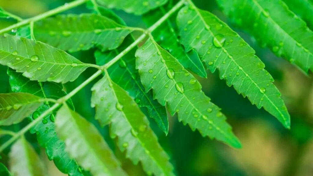   Neem Benefits: सुबह खाली पेट नीम की पत्ती चबाने से कंट्रोल में रहता है शुगर, और भी फायदे 