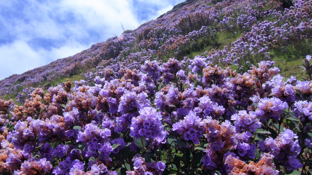 Flower Valleys in India: ये हैं भारत के 5 खूबसूरत Valley of Flowers, यहां जाना ना भूलें