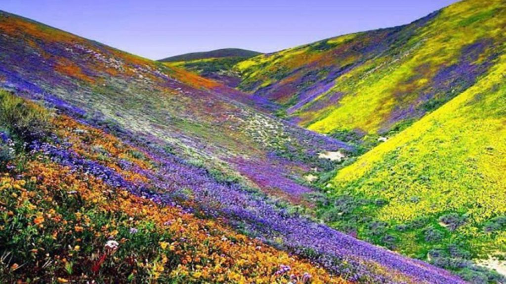 Flower Valleys in India: ये हैं भारत के 5 खूबसूरत Valley of Flowers, यहां जाना ना भूलें