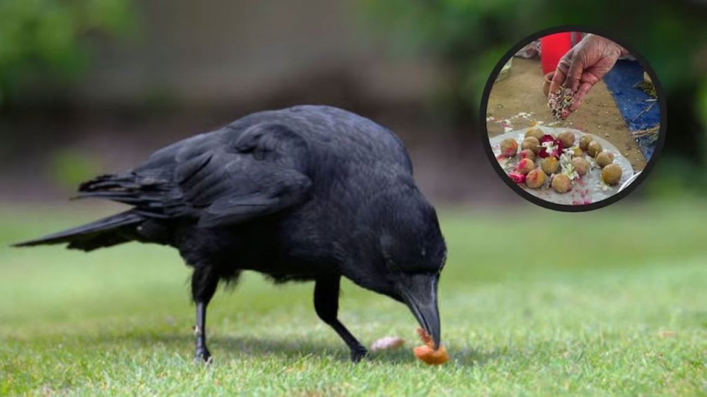 Pitru Paksh 2025: पितृ पक्ष में इन तीन जीवों को खिलाने का है विशेष महत्त्व, जानिए विस्तार से