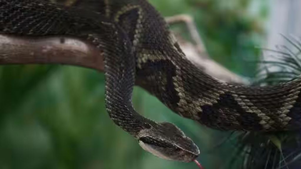 Health Care: सांप काटने के तुरंत बाद करना चाहिए ये फर्स्टऐड, बच सकती है जान 