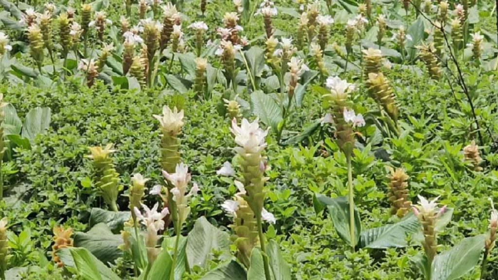   Kaas Plateau: जा रहे हैं कास पठार तो जान लें ये पांच बातें, ये जगह है महाराष्ट्र का एक वंडर 