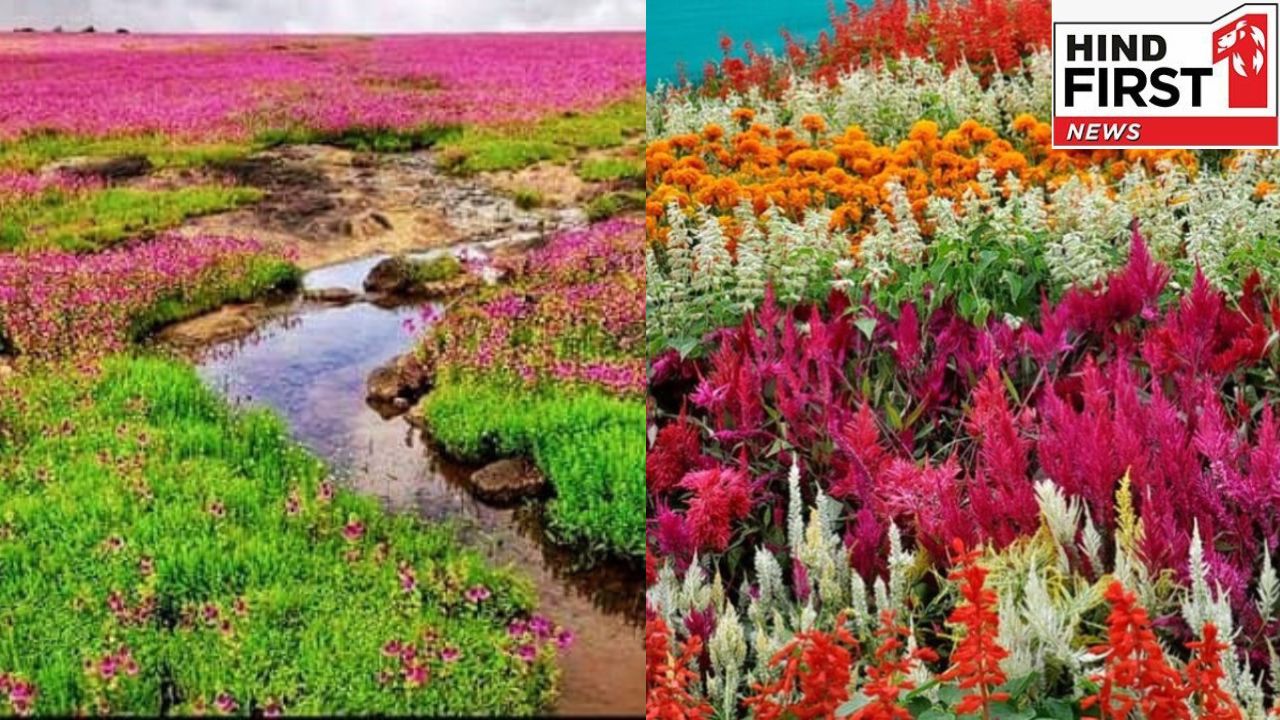 Kaas Plateau: जा रहे हैं कास पठार तो जान लें ये पांच बातें, ये जगह है महाराष्ट्र का एक वंडर