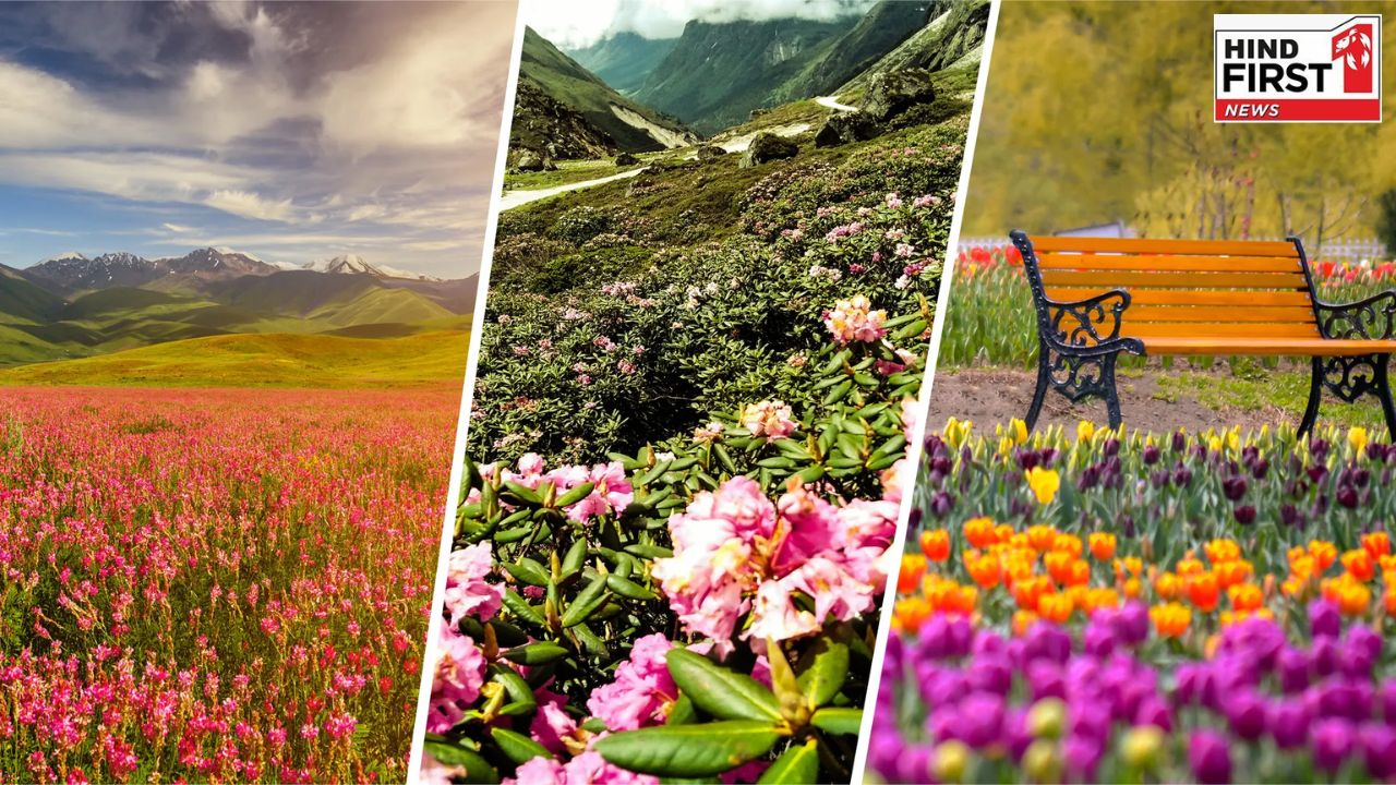 Flower Valleys in India: ये हैं भारत के 5 खूबसूरत Valley of Flowers, यहां जाना ना भूलें