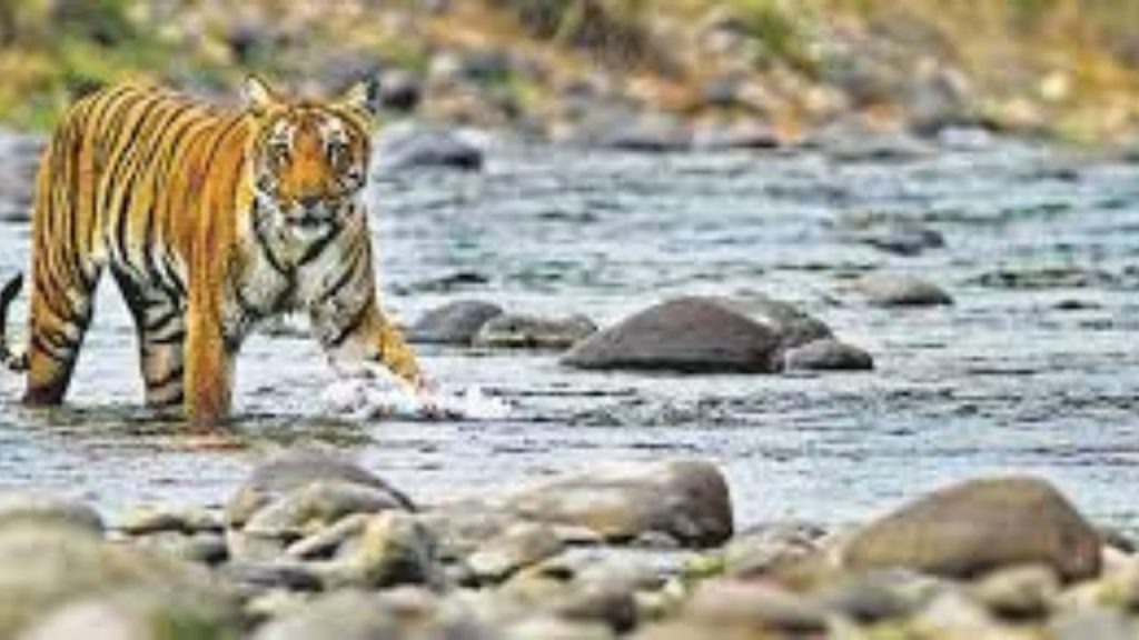 Places to Visit Near Rishikesh: ऋषिकेश के निकट इन पांच जगहों पर जरूर जाएं, यादगार होगा टूर