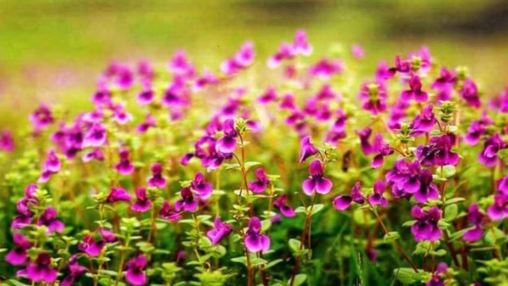 Kaas Plateau: जा रहे हैं कास पठार तो जान लें ये पांच बातें, ये जगह है महाराष्ट्र का एक वंडर   