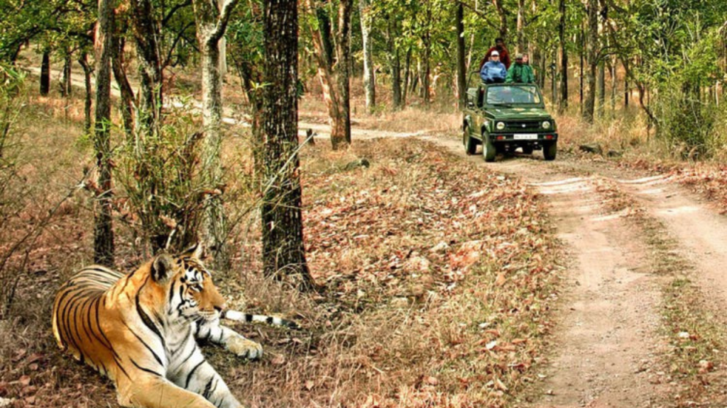Tiger Tourism in India: 6 टॉप के रिज़र्व जहां आप देख सकते हैं रॉयल बंगाल टाइगर