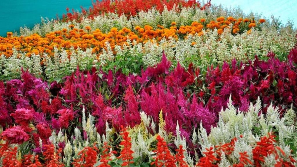 Kaas Plateau: जा रहे हैं कास पठार तो जान लें ये पांच बातें, ये जगह है महाराष्ट्र का एक वंडर 