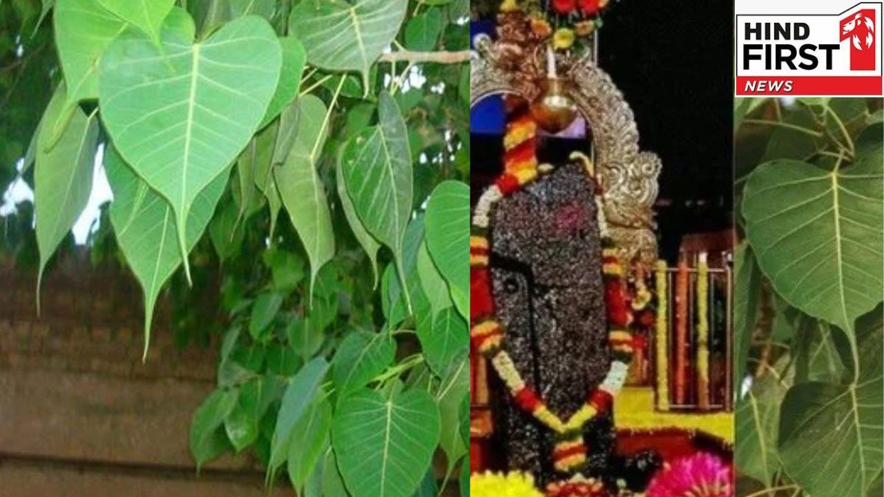 Shaniwaar Ke Upay: शनिवार के दिन पीपल की जड़ में जरूर चढ़ाएं ये 5 चीजें, होगी मनोकामना पूर्ति