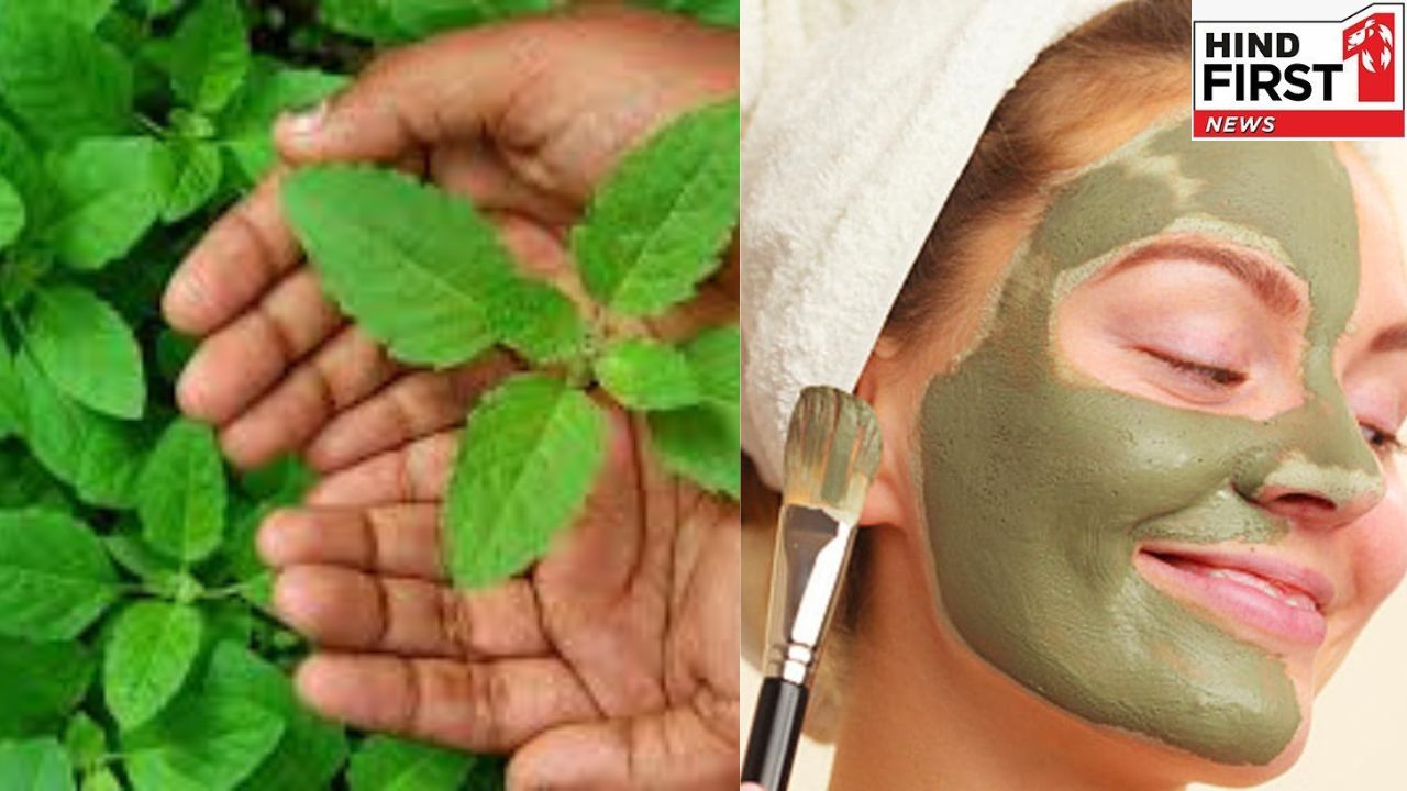 Beauty Tips: तुलसी के पत्तों का फेस पैक चेहरे पर लाएगा गज़ब का निखार, जानिए कैसे करें तैयार