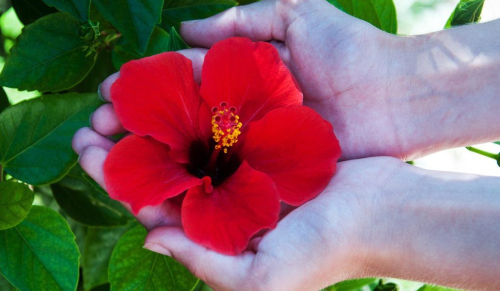 Herbs For High BP: हाई बीपी से हैं परेशान, इन जड़ी-बूटियों से मिलेगा आराम    