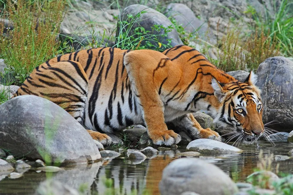 Tiger Tourism in India: 6 टॉप के रिज़र्व जहां आप देख सकते हैं रॉयल बंगाल टाइगर