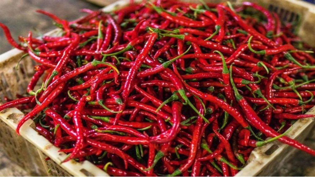 Red Chilli Benefits: लाल मिर्च खाने के इन फायदों को जानकर दांतों तले दबा लेंगे उंगली