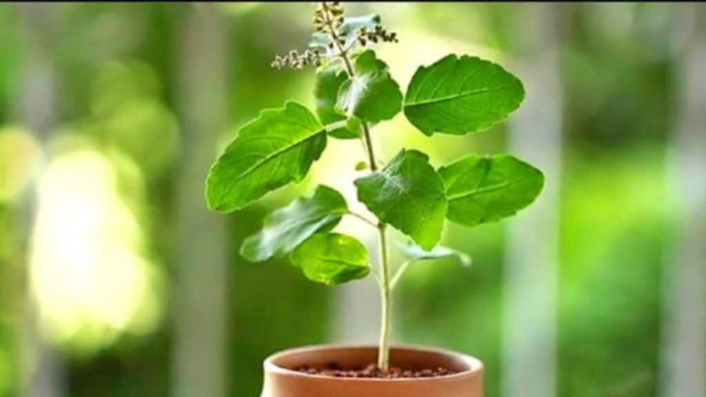 Pitru Paksha 2025 Plants: पितृ पक्ष में लगायें ये पौधे, मिलेगा पितरों का आशीर्वाद  